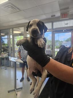 Puppy Runt image 1