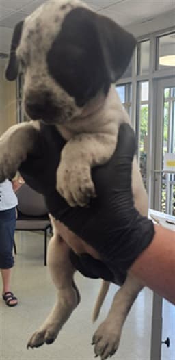 Puppy image 1