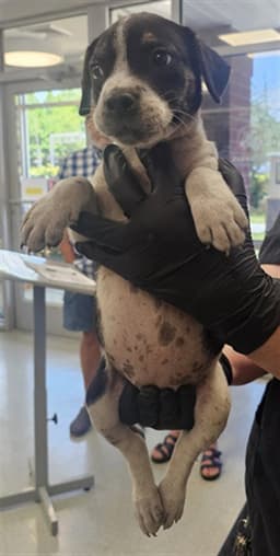 Puppy image 1