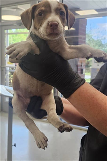 Puppy - Pointer