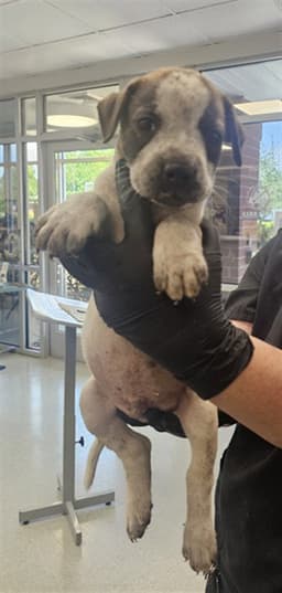 Puppy image 1