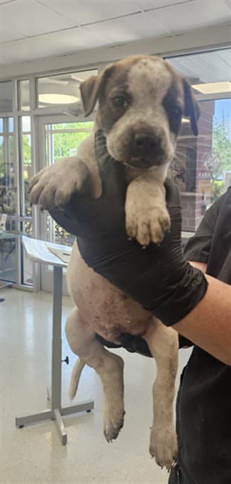 Puppy - Pointer