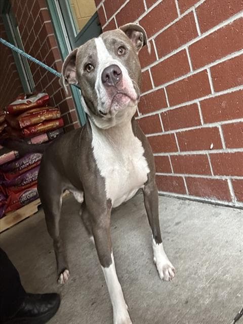 Diesel - Pit Bull Terrier