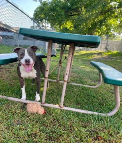 Diesel - Pit Bull Terrier