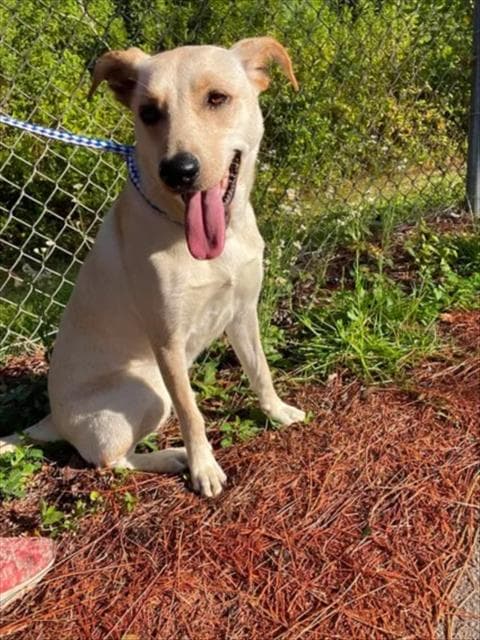 Unknown - Labrador Retriever