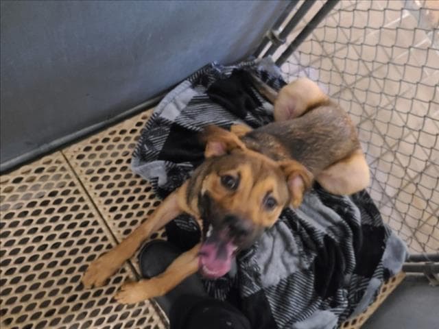 Unknown - German Shepherd Dog