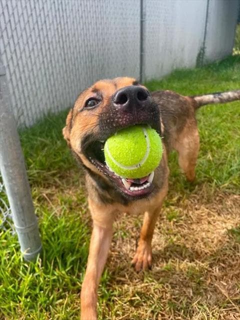 Unknown - German Shepherd Dog