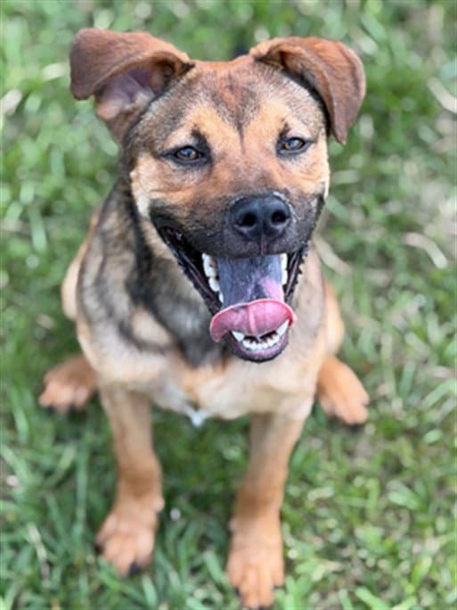 Unknown - German Shepherd Dog