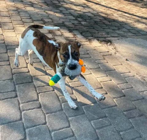 Unknown - Boxer