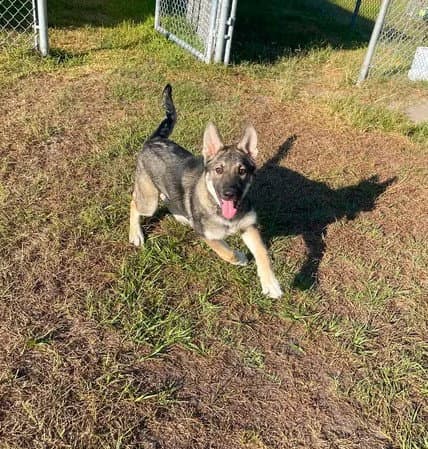 Unknown - German Shepherd Dog