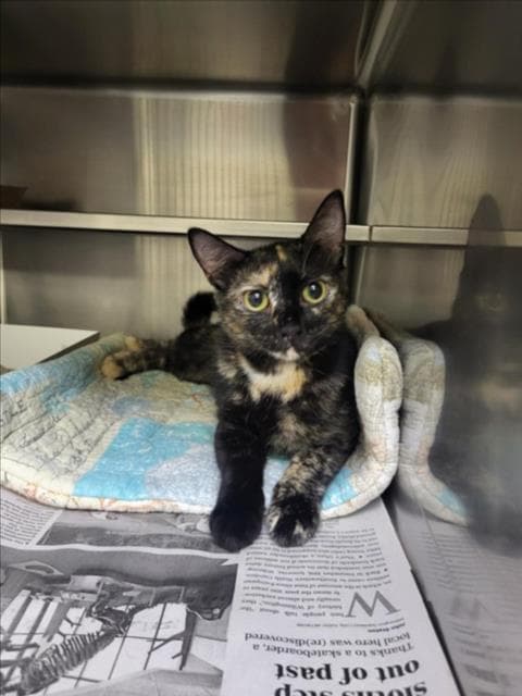Unknown - Domestic Short Hair