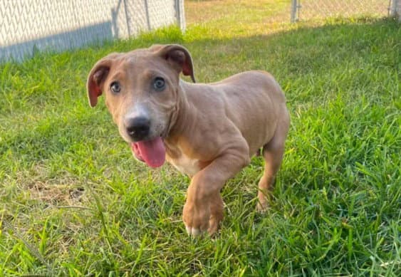 Unknown - Pit Bull Terrier