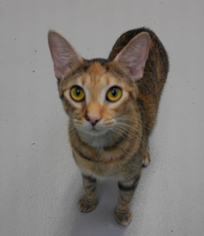 Unknown - Domestic Short Hair