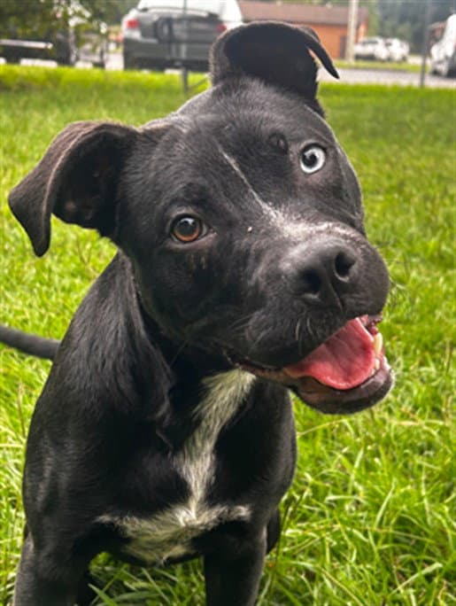 Unknown - Pit Bull Terrier