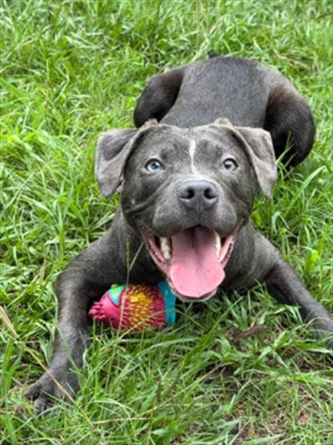 Unknown - Pit Bull Terrier