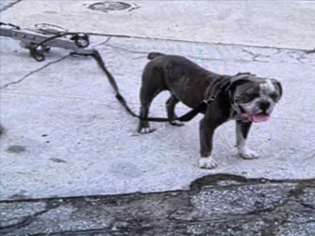 Unknown - American Bulldog