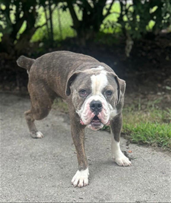Unknown - American Bulldog