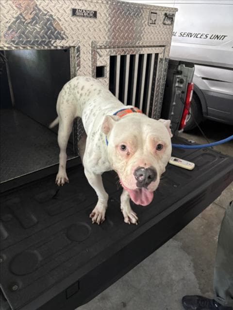 Unknown - Pit Bull Terrier
