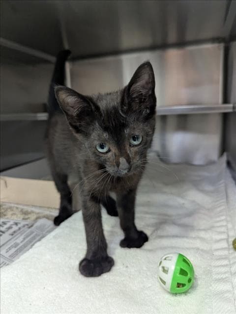 Unknown - Domestic Short Hair