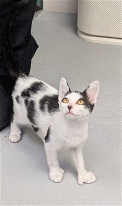 Unknown - Domestic Short Hair