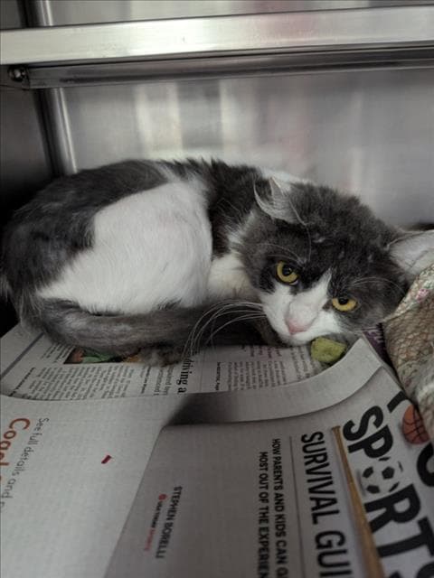 Unknown - Domestic Short Hair