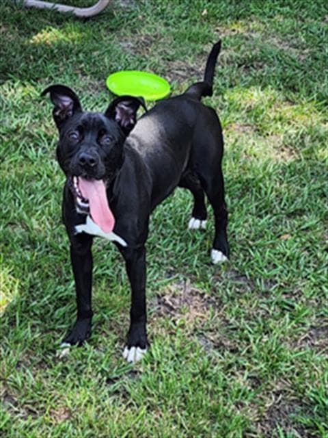 Stormie - Pit Bull Terrier