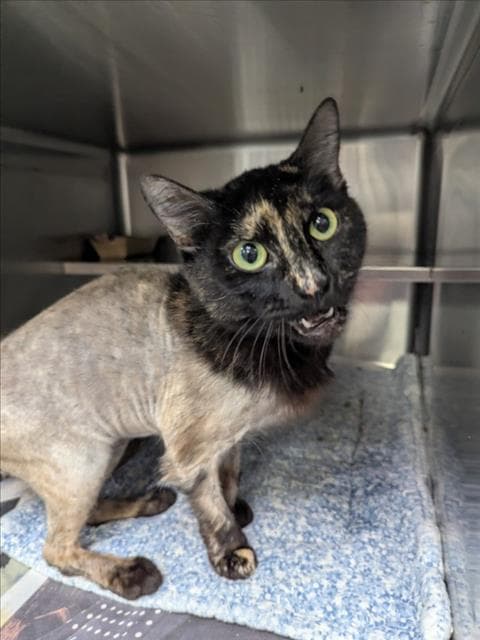 Unknown - Domestic Short Hair