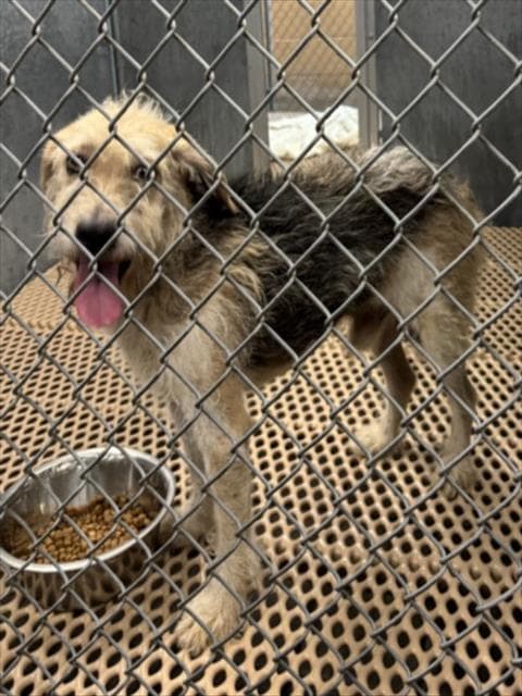 Unknown - Parson Russell Terrier