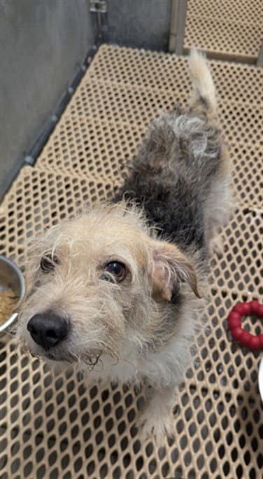 Unknown - Parson Russell Terrier