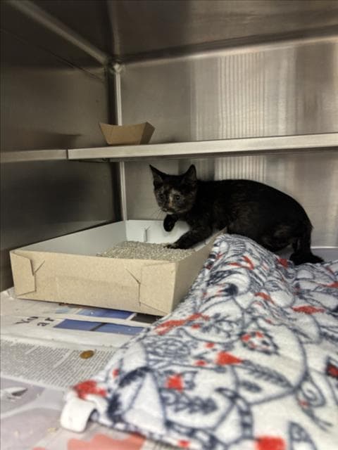 Unknown - Domestic Short Hair