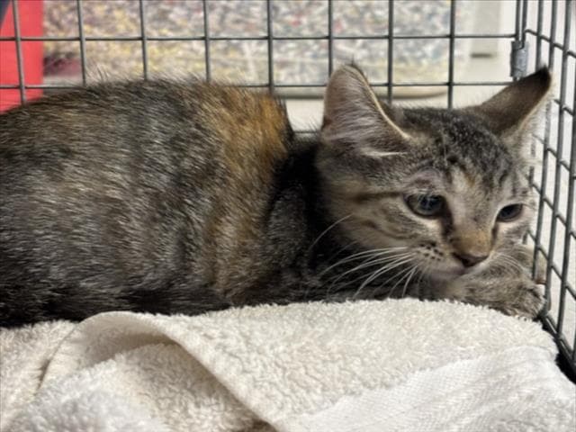 Unknown - Domestic Short Hair