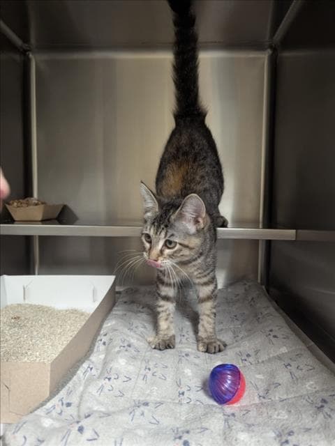Unknown - Domestic Short Hair