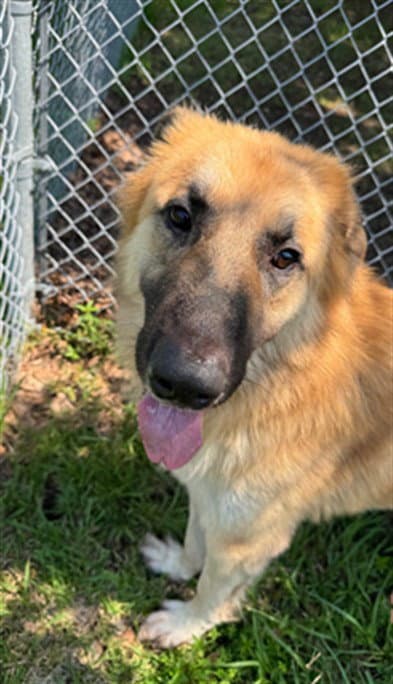 Oso - Anatolian Shepherd