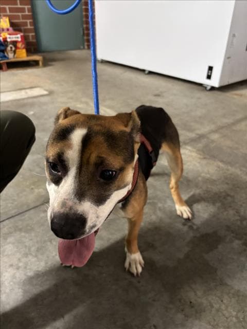 Unknown - Beagle