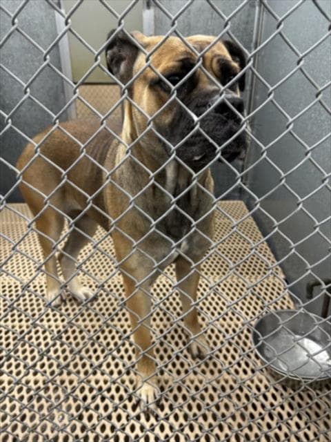 Unknown - Cane Corso Mastiff