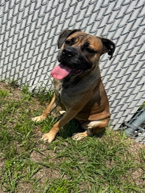 Unknown - Cane Corso Mastiff