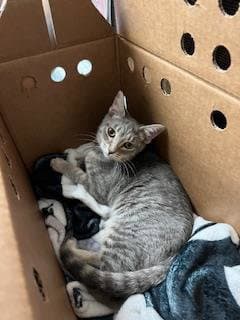 Pixie - Domestic Short Hair