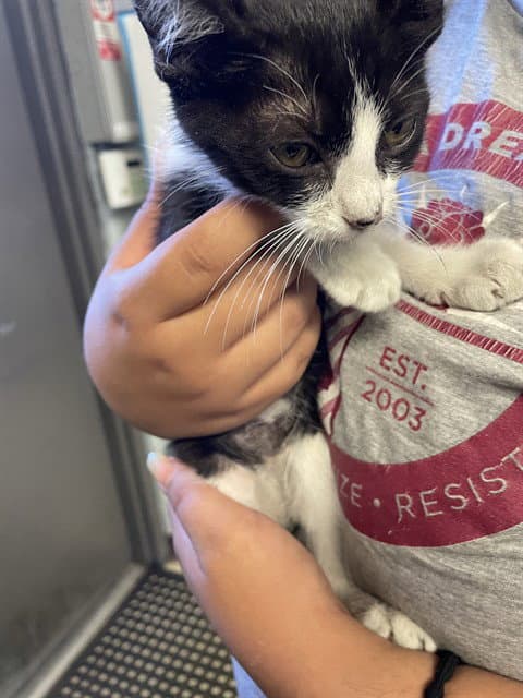 Freckles - Domestic Short Hair
