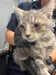 Lily - Domestic Short Hair