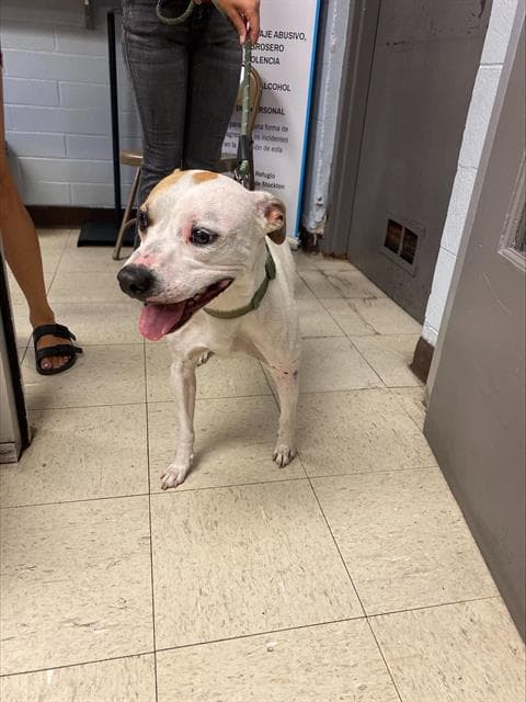 Mikey - American Bulldog