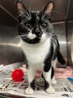 Lisa - Domestic Short Hair