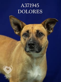 Dolores image 1