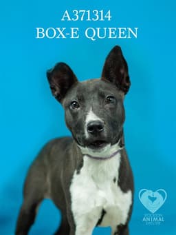 Box-E Queen image 1