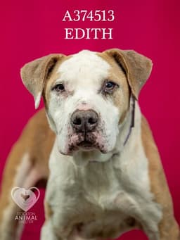 Edith image 1
