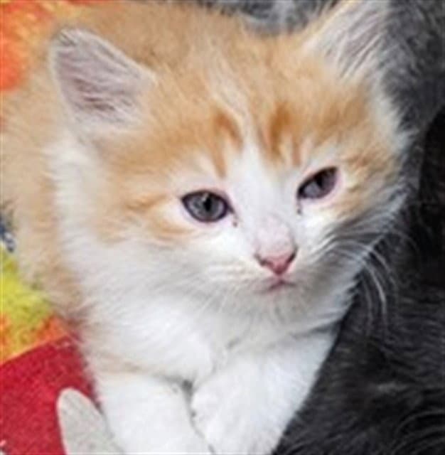 Orange Crush - Domestic Short Hair