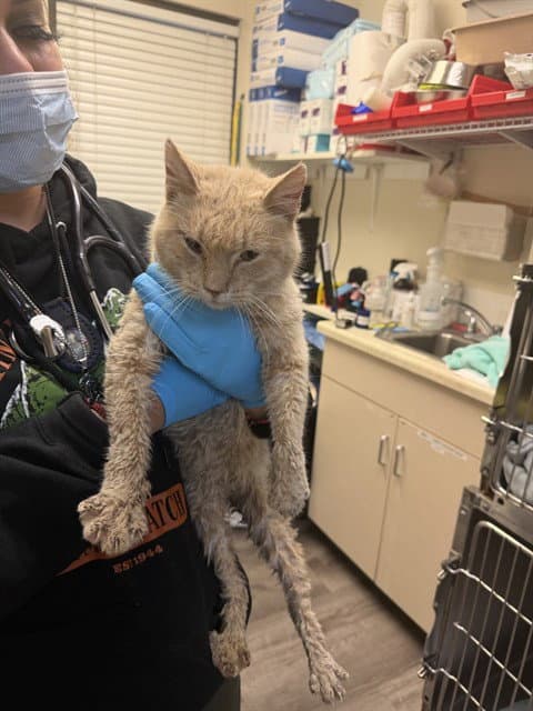 Karen - Domestic Short Hair