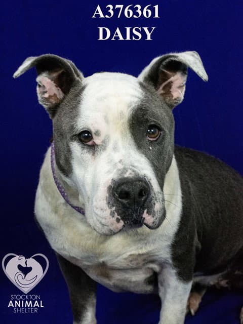 Daisy - Pit Bull Terrier