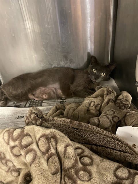 Ms Foreman - Domestic Short Hair