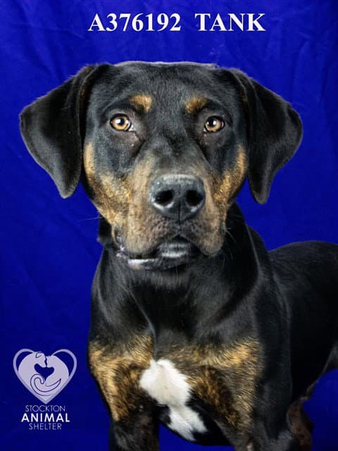 Tank - Plott Hound