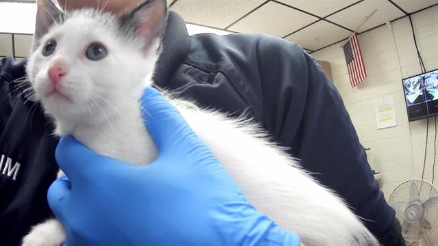 Llyod - Domestic Short Hair